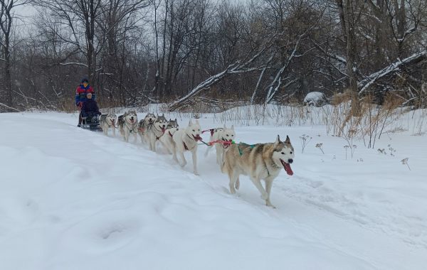 Хаски. Катание на собачьих упряжках. - достопримечательности