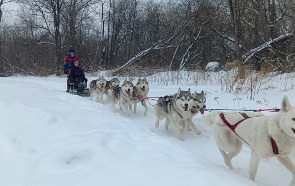 Катание на собачьих упряжках. Хаски в парке Водный. - достопримечательности