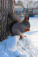 Зенковский парк стоимость - Прокопьевск