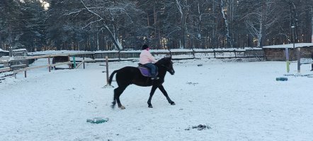 Катание на лошадях в Зенковском парке стоимость - Прокопьевск