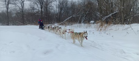 Хаски. Катание на собачьих упряжках. стоимость - Новокузнецк