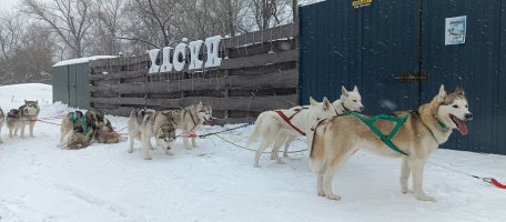 Хаски. Катание на собачьих упряжках. стоимость - Новокузнецк