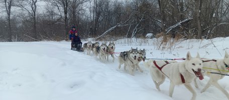 Катание на собачьих упряжках. Хаски в парке Водный. стоимость - Новокузнецк