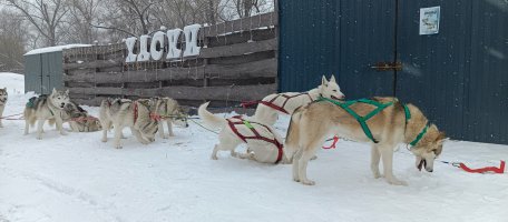 Катание на собачьих упряжках. Хаски в парке Водный. стоимость - Новокузнецк